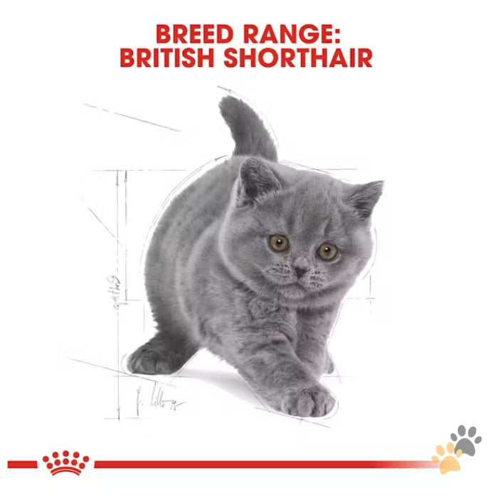 ROYAL CANIN FELINE BREED NUTRITION BRITISH SHORTHAIR DRY KITTEN FOOD