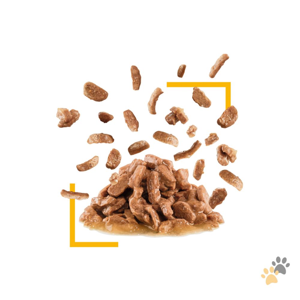 ROYAL CANIN FELINE HEALTH NUTRITION SENSORY TASTE GRAVY WET FOOD