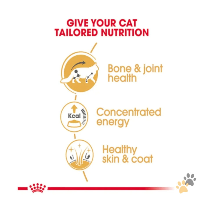ROYAL CANIN FELINE BREED NUTRITION MAINE COON WET CAT FOOD