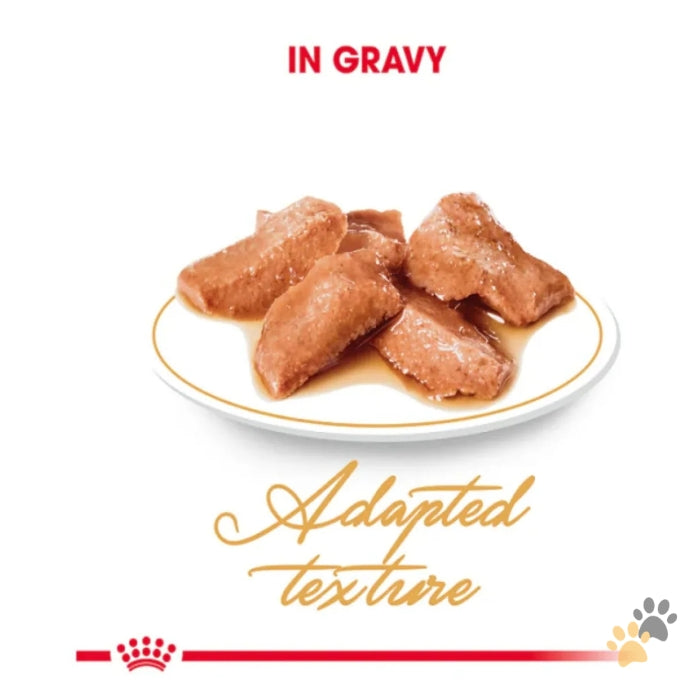 ROYAL CANIN FELINE BREED NUTRITION MAINE COON WET CAT FOOD