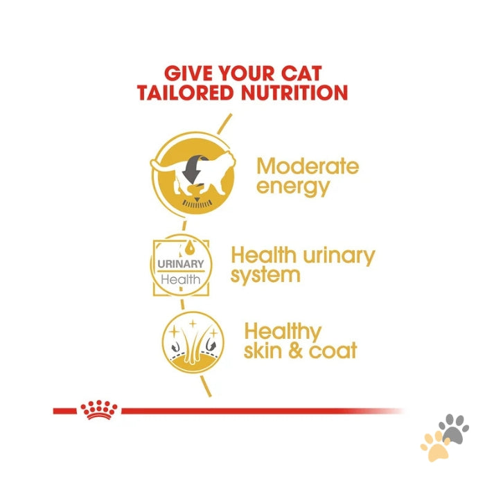 ROYAL CANIN FELINE BREED NUTRITION BRITISH SHORTHAIR WET CAT FOOD