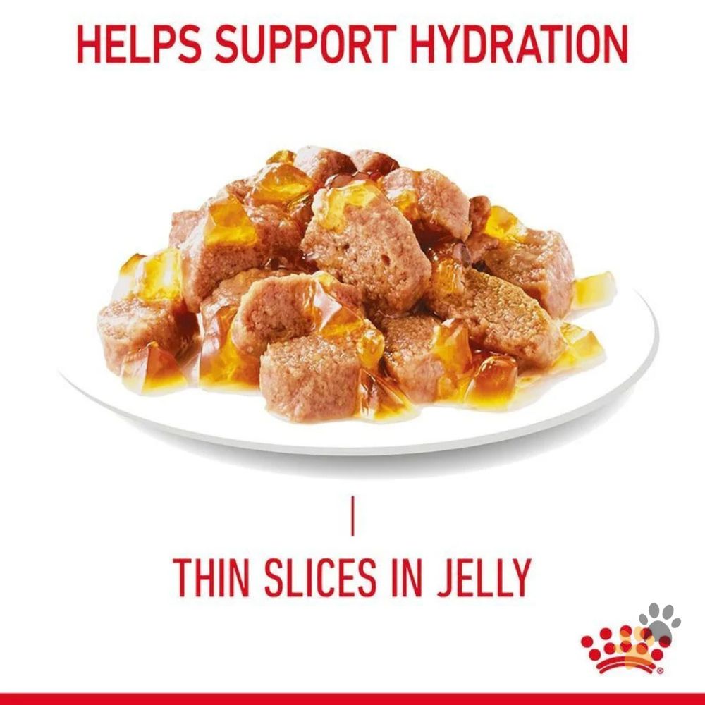 ROYAL CANIN FELINE CARE NUTRITION HAIR & SKIN JELLY (INTENSE BEAUTY)