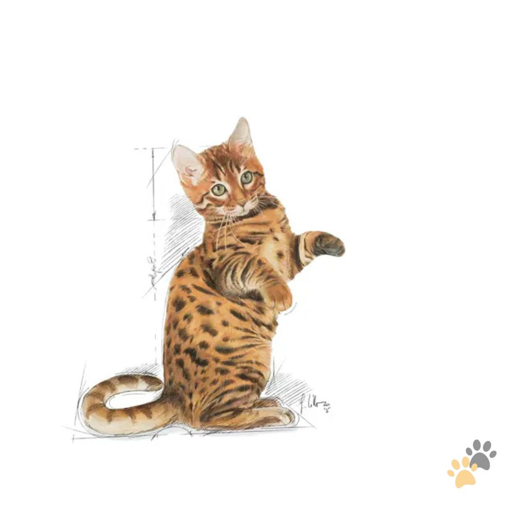 ROYAL CANIN KITTEN STERILISED DRY FOOD