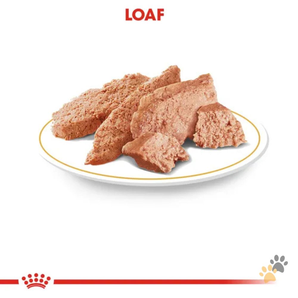 ROYAL CANIN DACHSHUND DOG WET FOOD - 85G