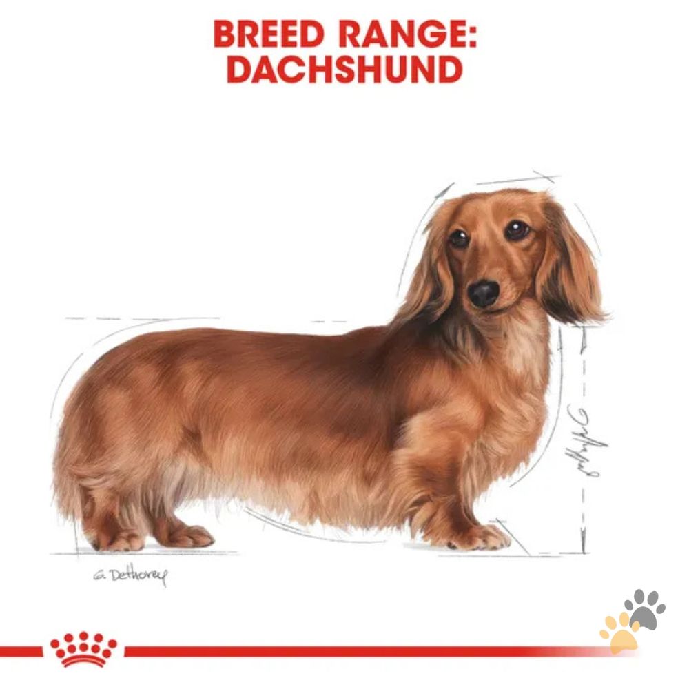 ROYAL CANIN DACHSHUND DOG WET FOOD - 85G
