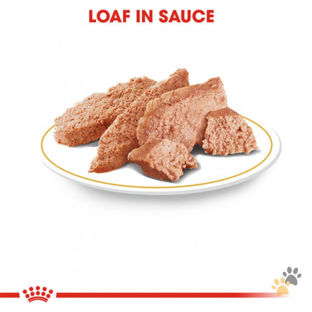 ROYAL CANIN POODLE DOG WET FOOD - 85G