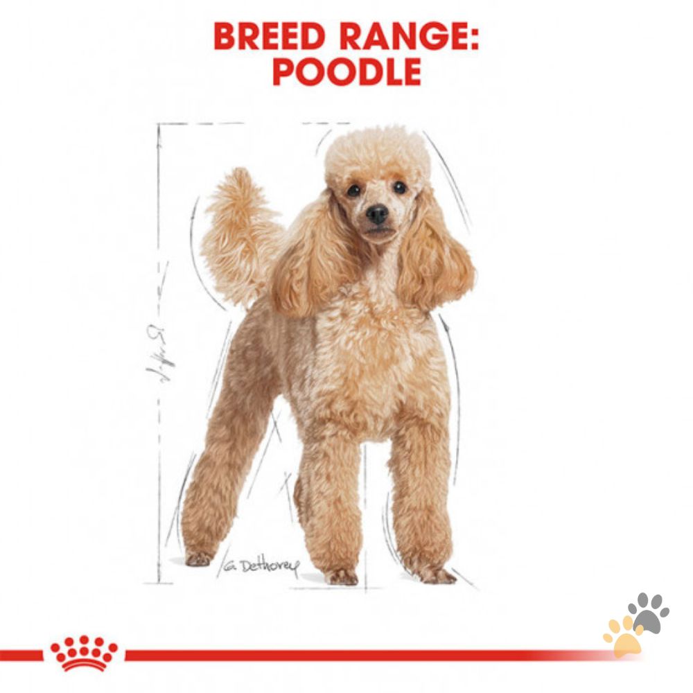 ROYAL CANIN POODLE DOG WET FOOD - 85G