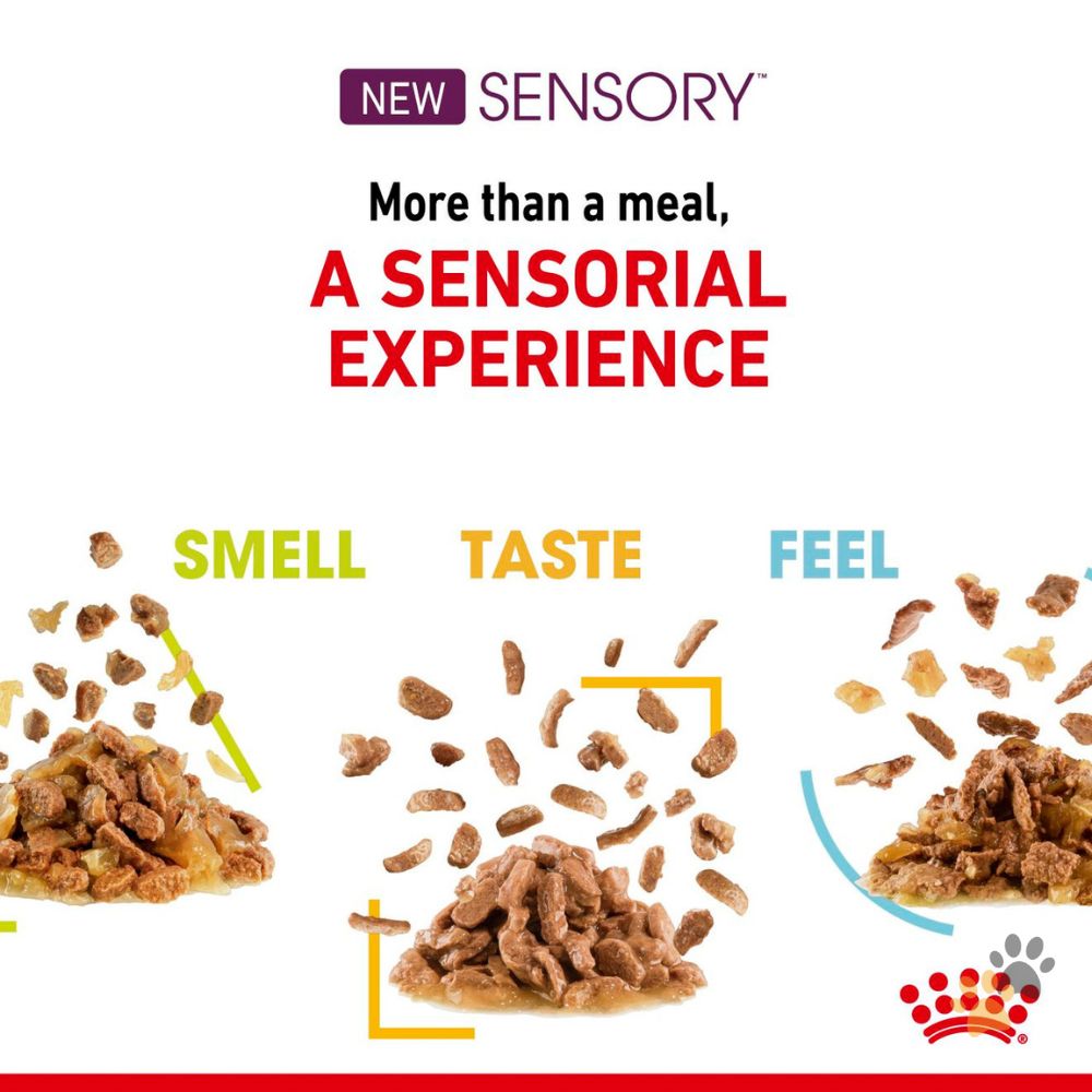 ROYAL CANIN FELINE HEALTH NUTRITION SENSORY TASTE GRAVY WET FOOD