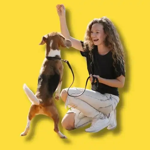 A beagle dog and person playing together against a yellow backdrop.