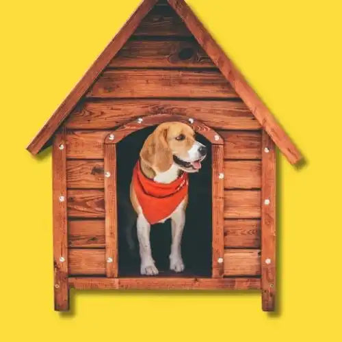 Beagle wearing an orange bandana stands inside a wooden doghouse.