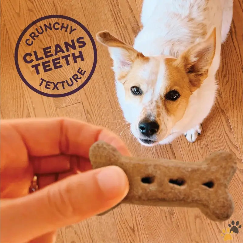 Box Natural Dog Treats - Peanut Butter Large / 6 Pound (pack of 1) - by Wellness Classic P-nuttier Value Box Natural