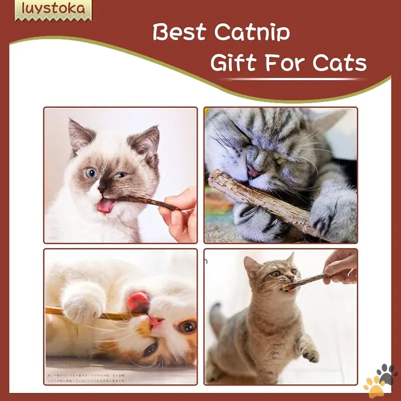 Silvervine Sticks Cat Toys - 10pcs - Cat Toys Silvervine for Cats Cat Chew Stick Catnip Toys Matatabi Silvervine Sticks