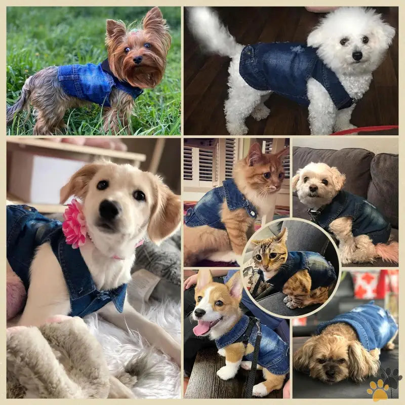 Dog Denim Jacket - Blue / Xs（suggest 2-4 Lbs） - Cool Blue Dog Jean Jacket Small Pet Outfits Dog Clothes for Small