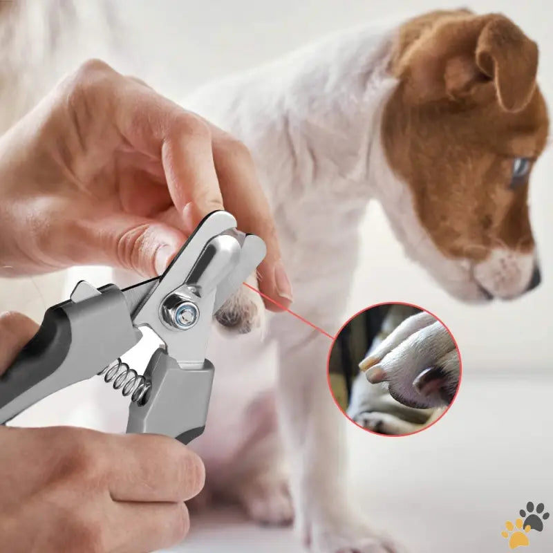 Dog Nail Clippers Stainless Steel - Dog Nail Clippers,dog Nail Trimmers for Large Breed Dog with Quick Sensor,safari