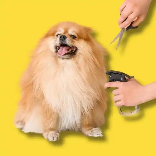 Fluffy Pomeranian dog being groomed with scissors and clippers.