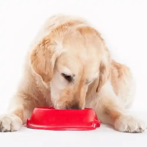 Golden Retriever eating from a red food bowl.