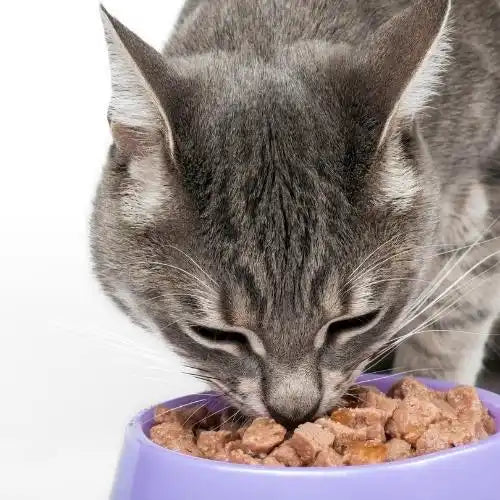 Gray cat eating from a purple food bowl.