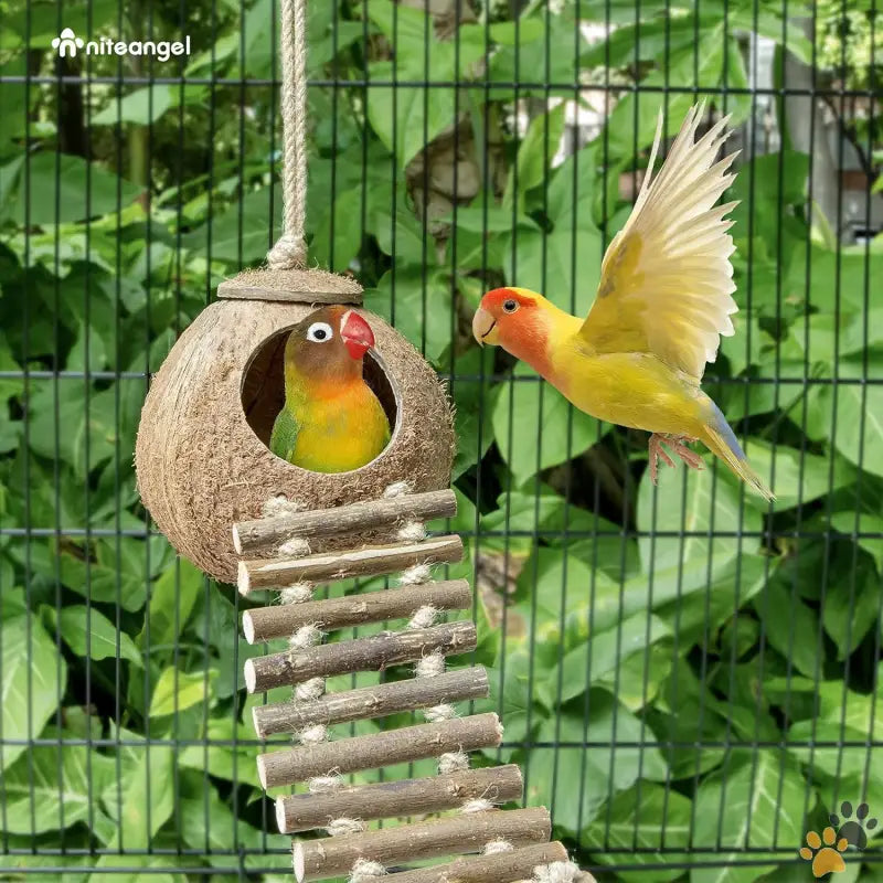 Natural Coconut Bird Toy - Natural Surface / House with Ladder - Natural Coconut Hideaway with Ladder Bird and Small