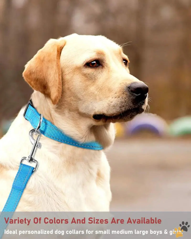 Durable Dog Collar Reflective Buckle - Sky Blue / Xlarge:width 1’’,neck 16-26’’