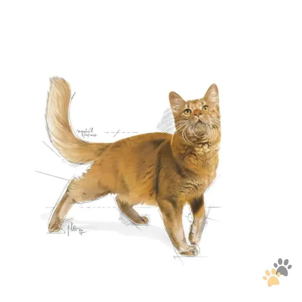 Royal Canin Dry Cat Food Fit 32 - Cat Food