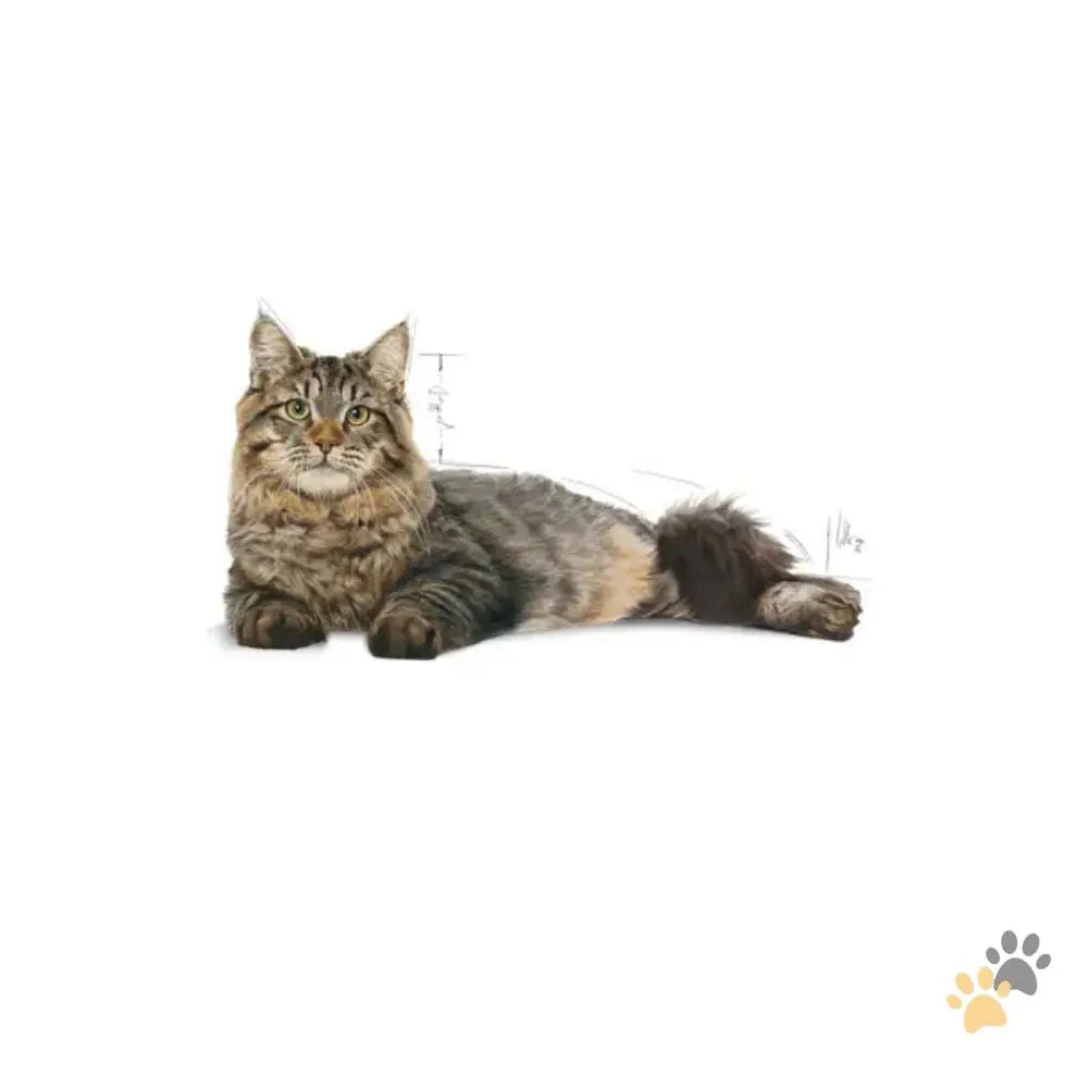 Royal Canin Urinary Care Dry Cat Food - Cat Food