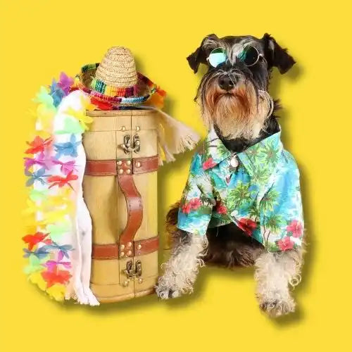 Schnauzer dog wearing a Hawaiian shirt, sunglasses, and posing next to a decorated barrel with a lei and straw hat.